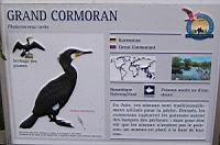 Grand cormoran, Phalacrocorax carbo (Photo F. Mrugala) (txt)